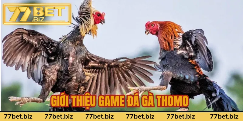 Khám phá sơ lược đá gà Thomo 77Bet Khám phá sơ lược đá gà Thomo 77Bet